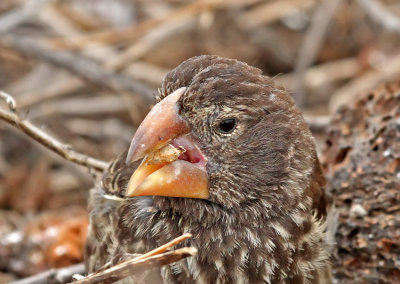 Large Ground Finch