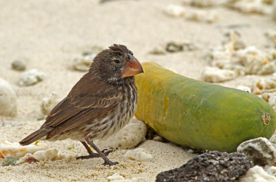 Large Ground Finch