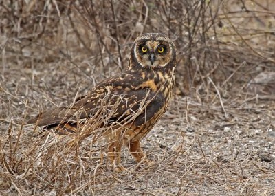 Short-eared Owl