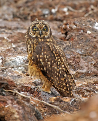 Short-eared Owl