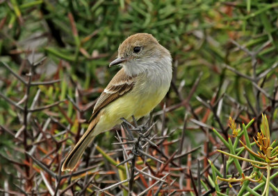 Galapagos Flycatcher