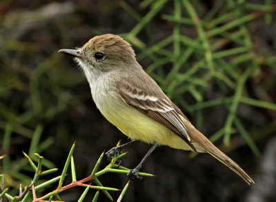 Galapagos Flycatcher