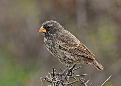 Medium Ground Finch