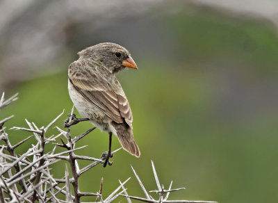 Medium Ground Finch