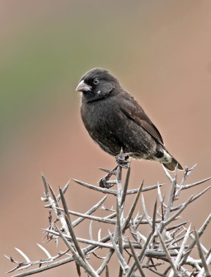 Small Ground Finch