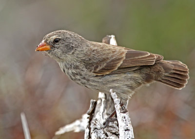 Small Ground Finch