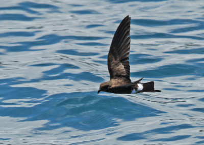 White-vented Storm-Petrel