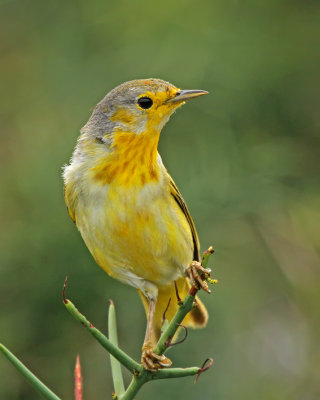 Yellow Warbler
