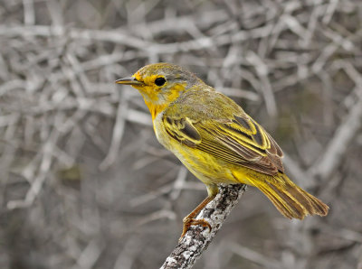 Yellow Warbler