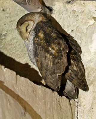 Barn Owl