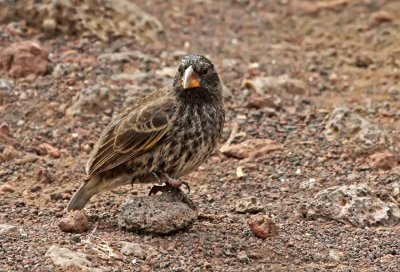 Common Cactus Finch