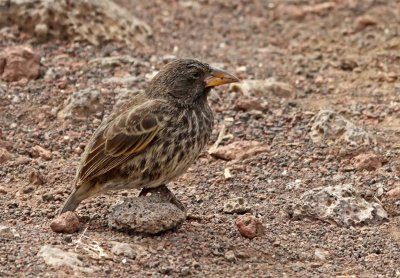 Common Cactus Finch