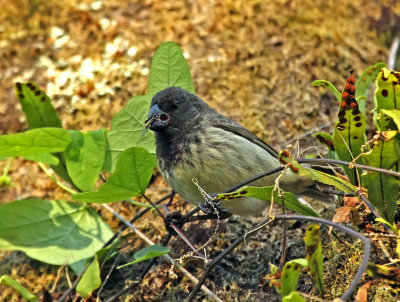 Large Tree Finch