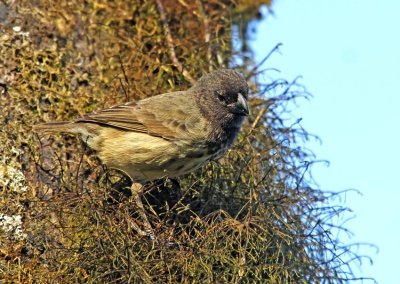 Large Tree Finch