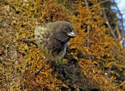 Large Tree Finch