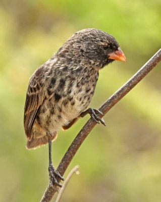 Small Ground Finch