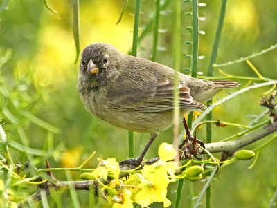 Small Tree Finch