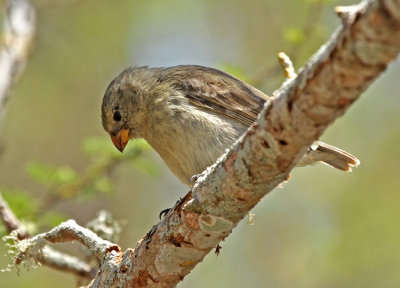 Small Tree Finch