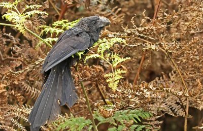 Smooth-billed Ani