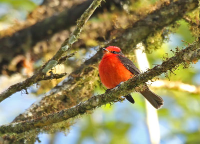 Vermilion Flycatcher