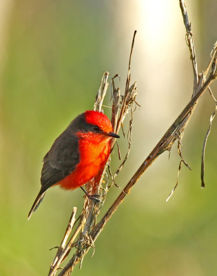 Vermilion Flycatcher
