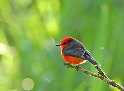 Vermilion Flycatcher