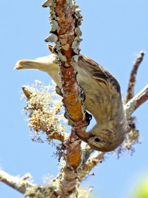 Woodpecker Finch