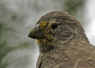Medium Tree Finch