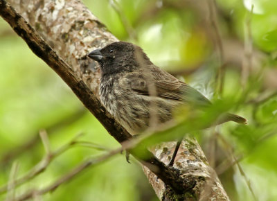 Medium Tree Finch
