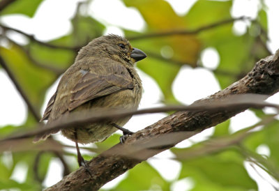 Medium Tree Finch