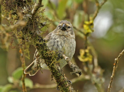 Medium Tree Finch