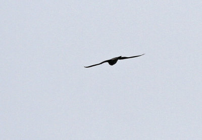 Peregrine Falcon