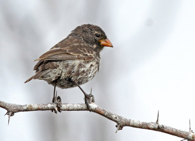 Small Ground Finch