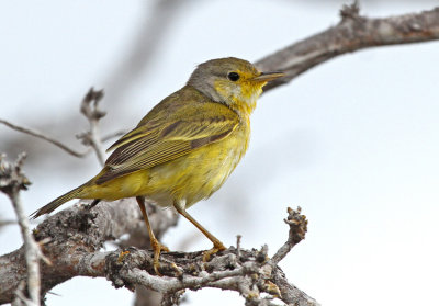 Yellow Warbler