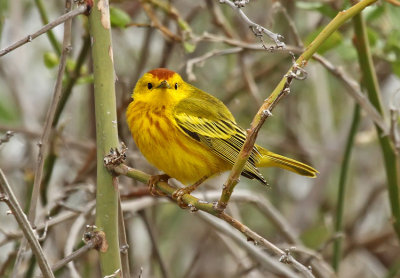 Yellow Warbler