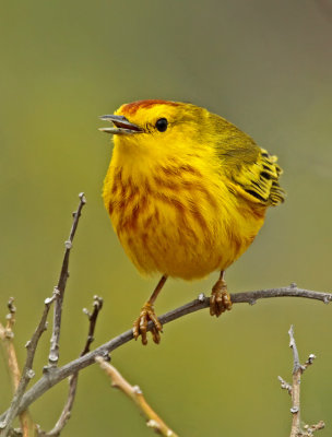Yellow Warbler