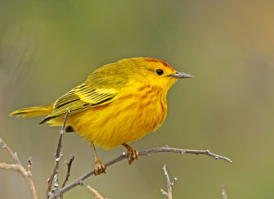 Galapagos Landbirds