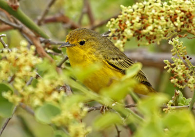 Yellow Warbler