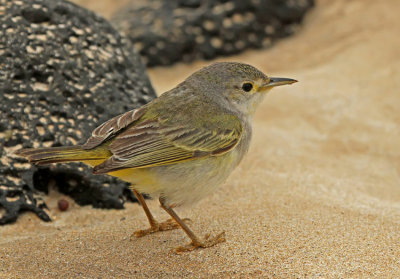 Yellow Warbler