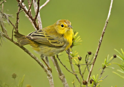 Yellow Warbler