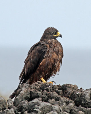 Galapagos Hawk