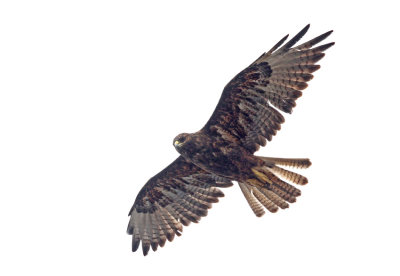 Galapagos Hawk