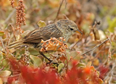 Gray Warbler Finch