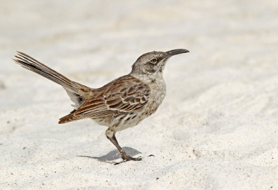 Hood Mockingbird