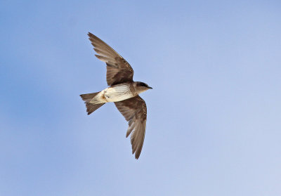 Purple Martin