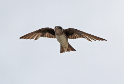 Purple Martin