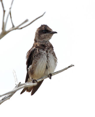 Purple Martin