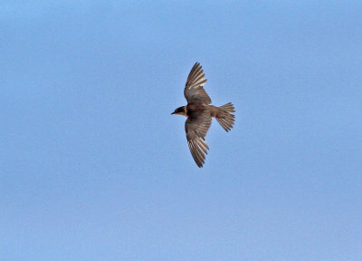 Purple Martin