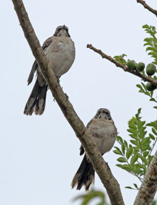 Chatham Mockingbird