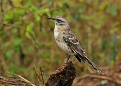 Chatham Mockingbird